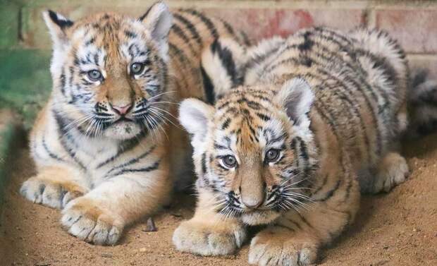 Москвичи выбрали имена для амурских тигрят из столичного зоопарка