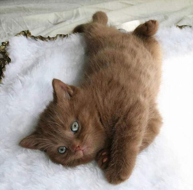 20 прелестных котят, которыми можно умиляться бесконечно милые котята, самые очаровательные котята