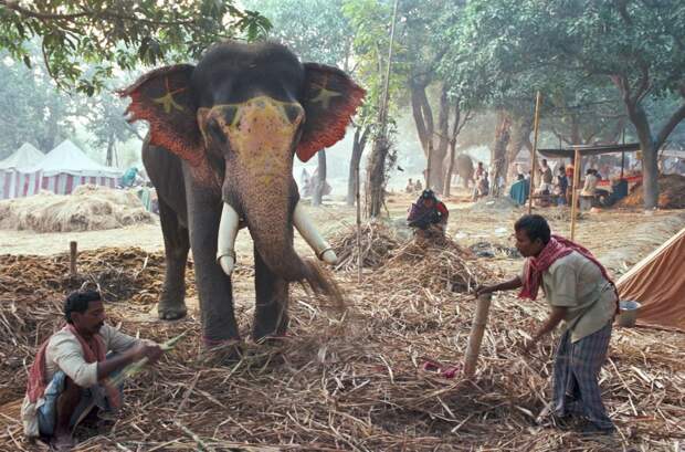 Elephant-fair-Sonepur-2-Nick-Fleming-1818x1200