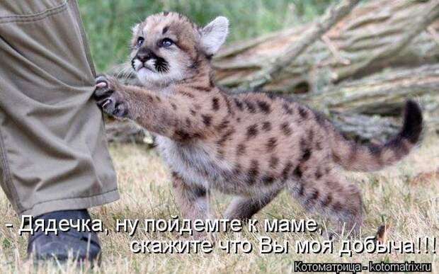 Лучшие котоматрицы недели Лучшие котоматрицы недели