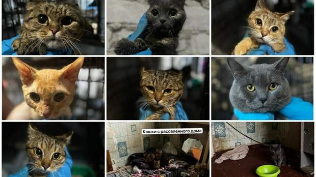 В Барнауле волонтеры спасли кошек, оставленных в расселенном доме