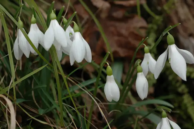 Биолог рассказала, почему опасно приносить домой первые весенние цветы
