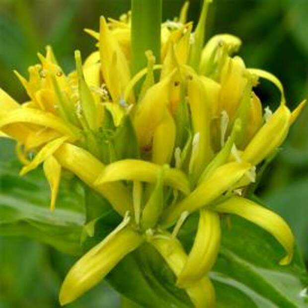 Горечавка желтая (Gentiana lutea)