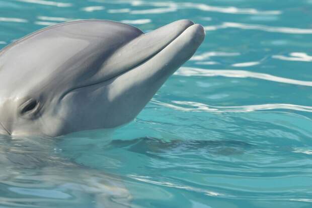 В Сочи появился первый реанимобиль для спасения дельфинов