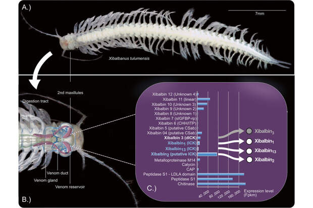 BMC Biology: в яде морских ракообразных нашли пептид для борьбы с эпилепсией