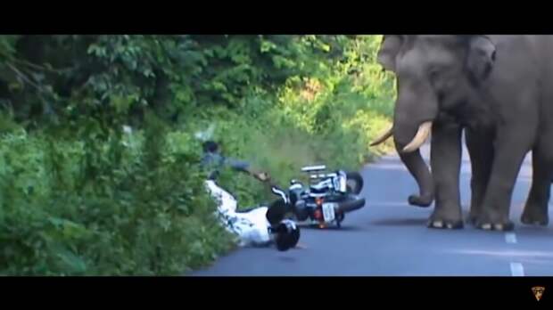 Видео: Почему лучше не злить слонов