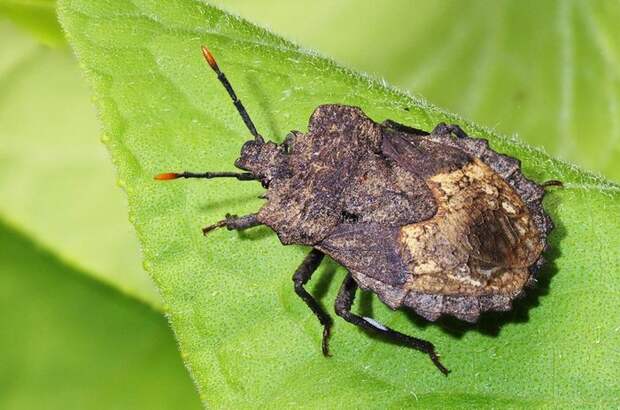 Грибная защита