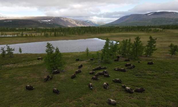 На Ямале родилось рекордное количество овцебыков
