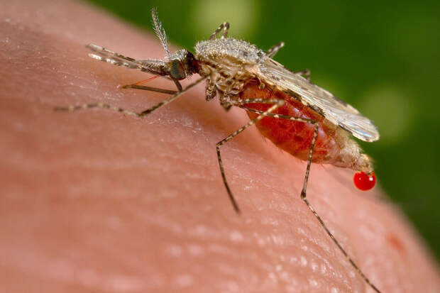 Эколог Федоров заявил, что Курганской и Оренбургской областям угрожает малярия