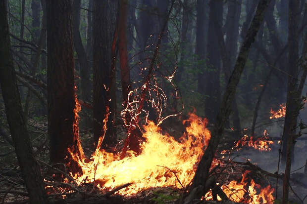 В 11 регионах России в ближайшие дни прогнозируется пожароопасная погода
