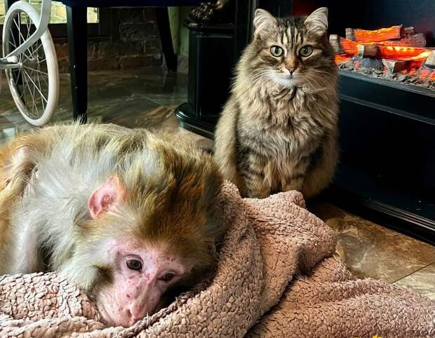 В Тюмени ушёл из жизни цирковой артист обезьян Бабасик