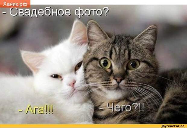 котэ,прикольные картинки с кошками,котоматрица,свадьба,песочница,удалённое