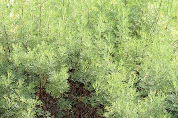 Божье дерево: как одна веточка заменяет десяток флаконов от вредителей