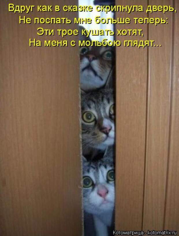 Котоматрицы (картинки с надписями)