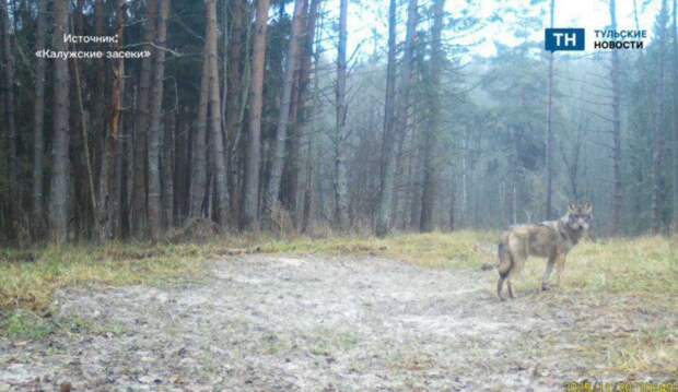 На границе с Тульской и Калужской областей в фотоловушку попал волк