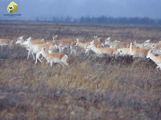 Дзерены в Забайкалье не переносят ящур