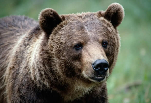 В Калифорнии медведя, жившего в подвале 37 дней, выгнали пейнтбольным ружьём