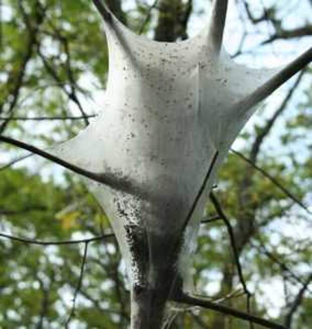 Непарный шелкопряд: гусеницы окукливаются в щелях и трещинах коры, развилках сучьев, среди стянутых паутиной листьев