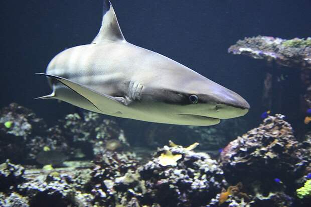 Стали известны подробности нападения акулы на туристку в Египте