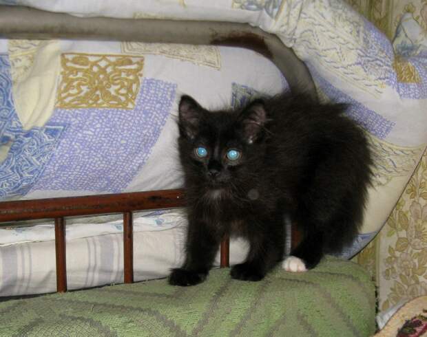 спасение котенка черный котенок