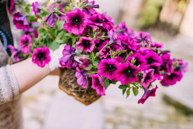 Как продлить цветение растений в августе? 5 важных дел в цветнике