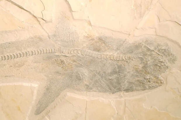 RSPB: окаменелости 10-метровой хищной рыбы обнаружили на северо-востоке Мексики