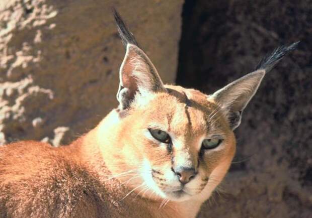 Каракал, или степная рысь (лат. Caracal caracal)