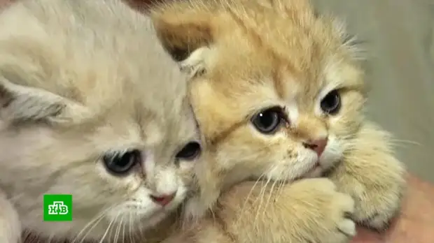 Запад нанес удар по российским котикам