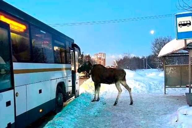 Лося, ждущего автобус, заметили в Подмосковье
