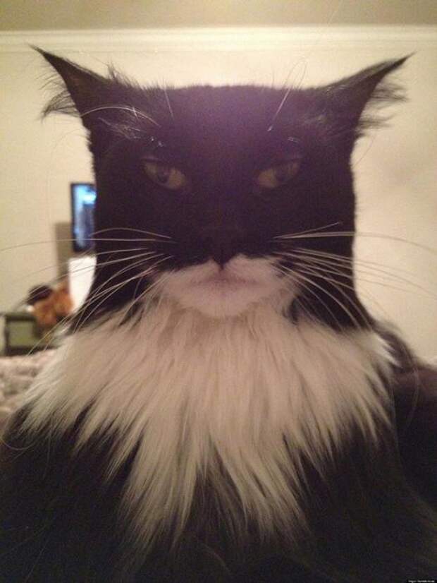 Котики
