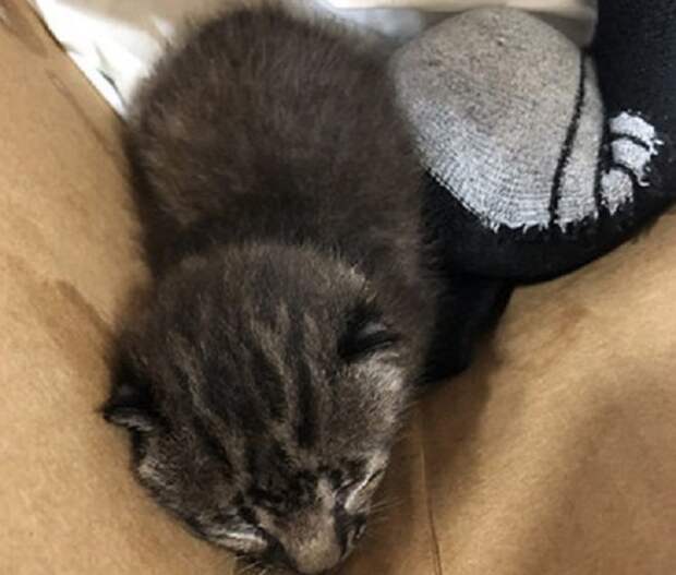 Котенок уснул Котенок в коробке