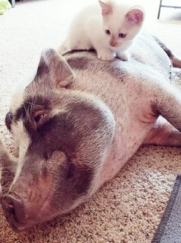 Котенок и свинка