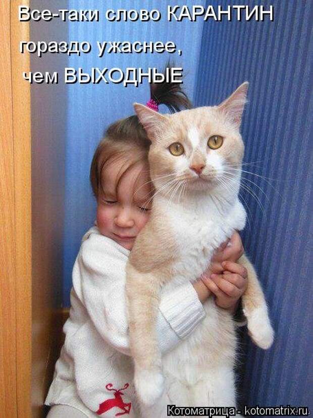Лучшая котоматрица недели (27 фото)