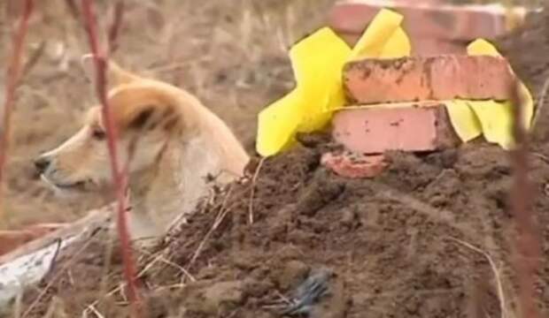 Топ-10 Самых преданных собак в мире
