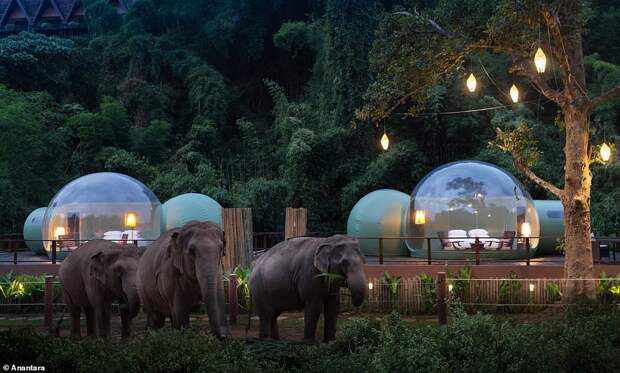 В Таиланде отель предлагает остановиться в прозрачных номерах-пузырях