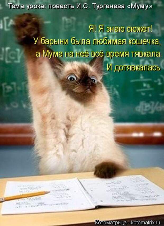 Новая котоматрица (30 фото)