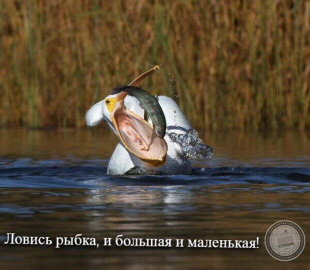 Ловись рыбка