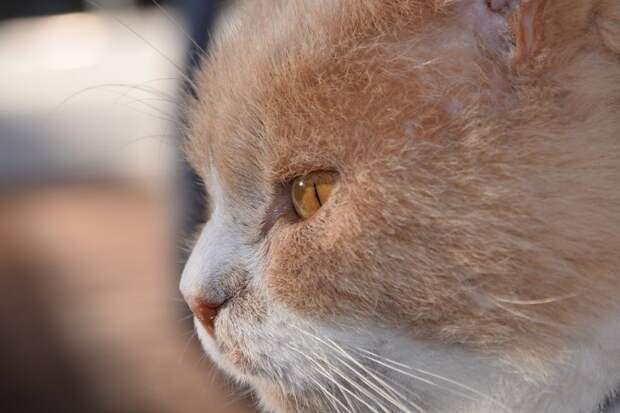 1. Оказывается, что кошачий мозг биологически куда ближе к человеческому, чем собачий. За эмоции у нас с усатыми-полосатыми отвечают одни и те же его участки! 1. Оказывается, что кошачий мозг биологически куда ближе к человеческому, чем собачий. За эмоции у нас с усатыми-полосатыми отвечают одни и те же его участки! кот, кошка, факты