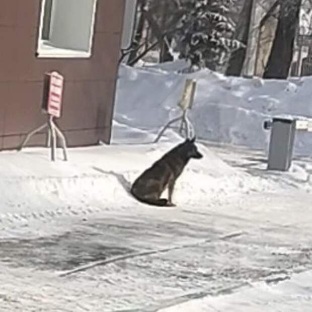 Собаку «Додо Пиццы» пытаются отловить для приюта
