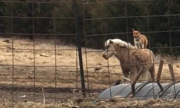 Просматривали камеры на ферме и поняли, что соседская собака пробирается ночами, чтобы покататься на пони: видео