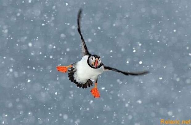 national-geographic-moments-20
