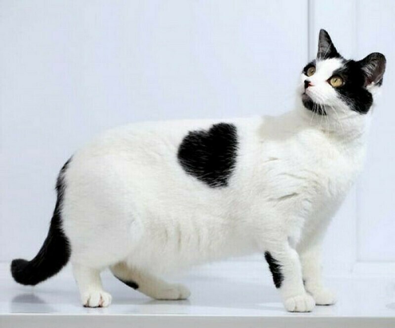 Блог - 15 милых кошек, у которых совершенно уникальный окрас 15 милых кошек, у которых совершенно уникальный окрас