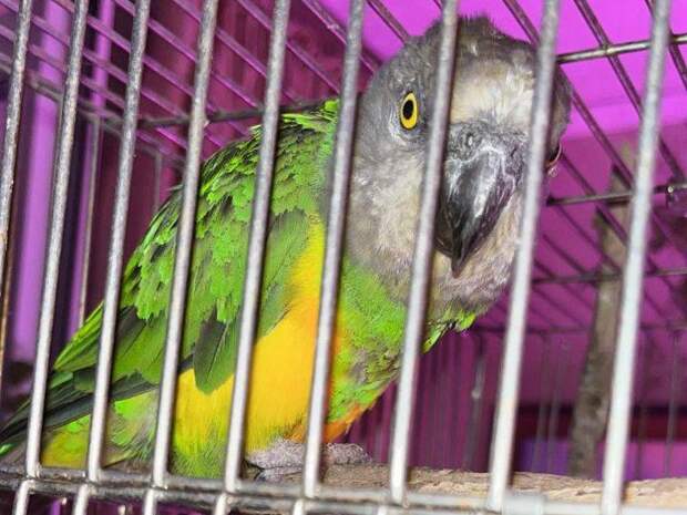 Свободолюбивый попугай улизнул в форточку на Зеленоградской