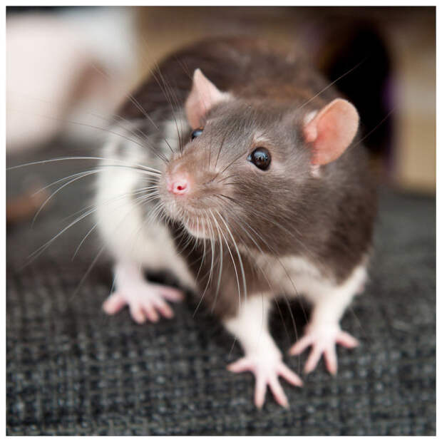 Интересные факты о декоративных крысах
