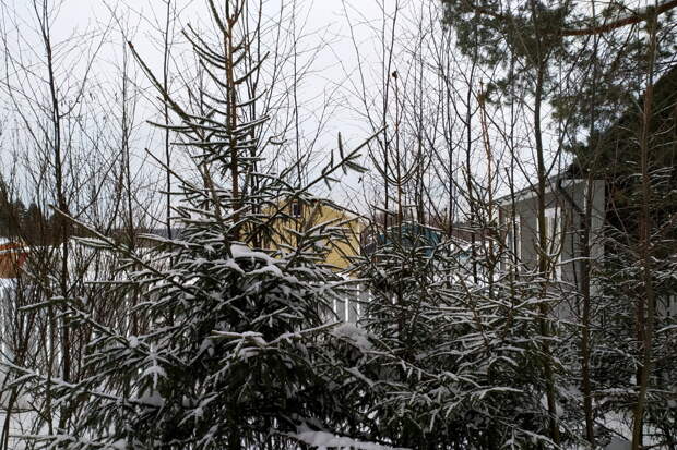 "Будто молния шарахнула": Сибиряки пожаловались на праздничные новогодние ёлки