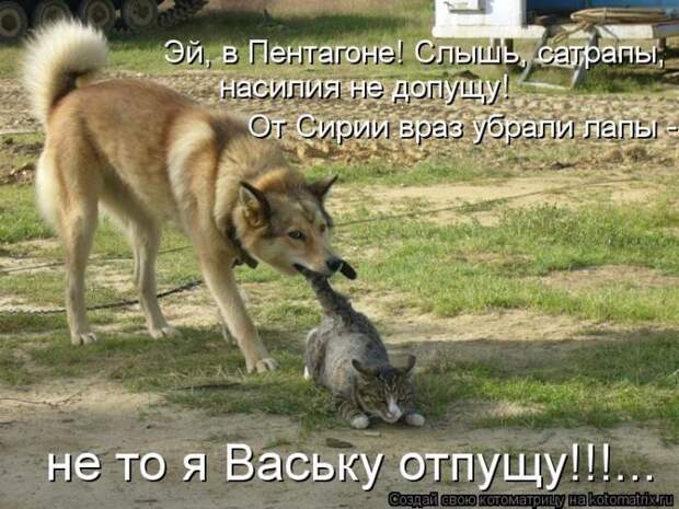 Лучшие котоматрицы недели Лучшие котоматрицы недели