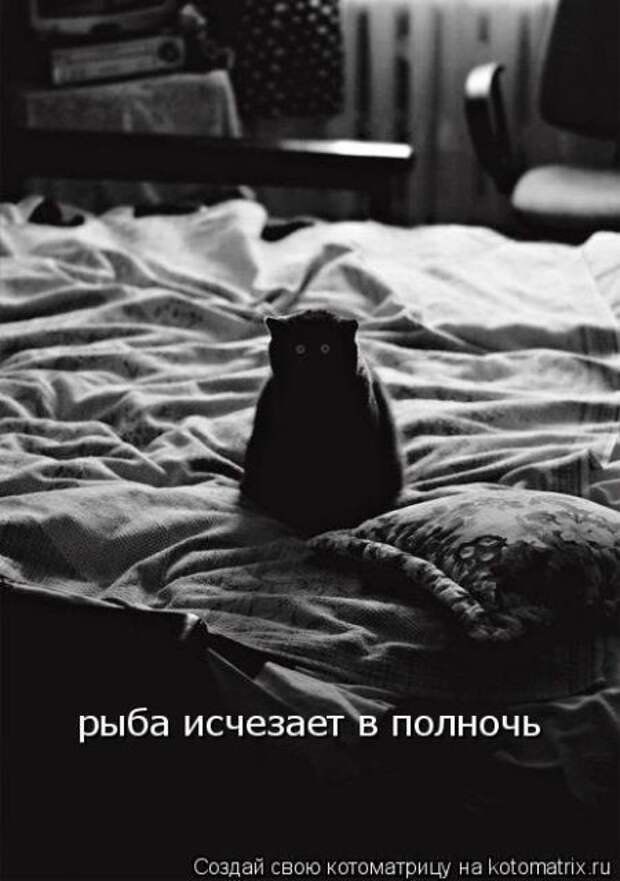 Лучшие приколы с котами (50 фото)