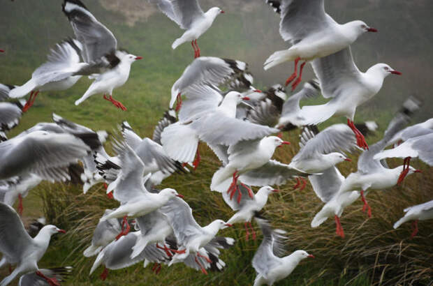 Чайки (Seagulls). Автор фото: Энтони Харрисон (Anthony Harrison). Чайки (Seagulls). Автор фото: Энтони Харрисон (Anthony Harrison).