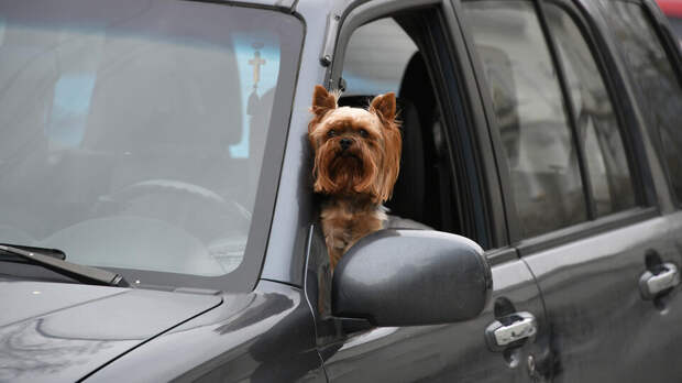 Россиян предупредили о штрафах за испачканный собакой автомобиль