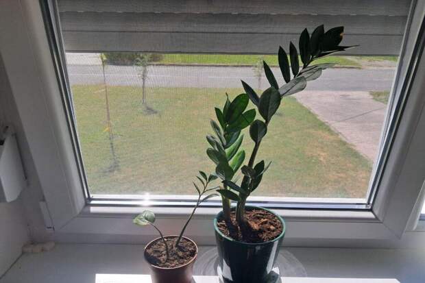 Пошаговая инструкция пересадки замиокулькаса: несколько правил